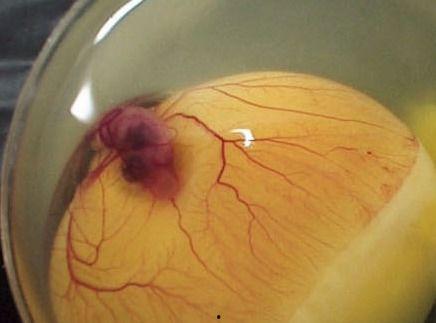 人工小鸡孵化过程视频